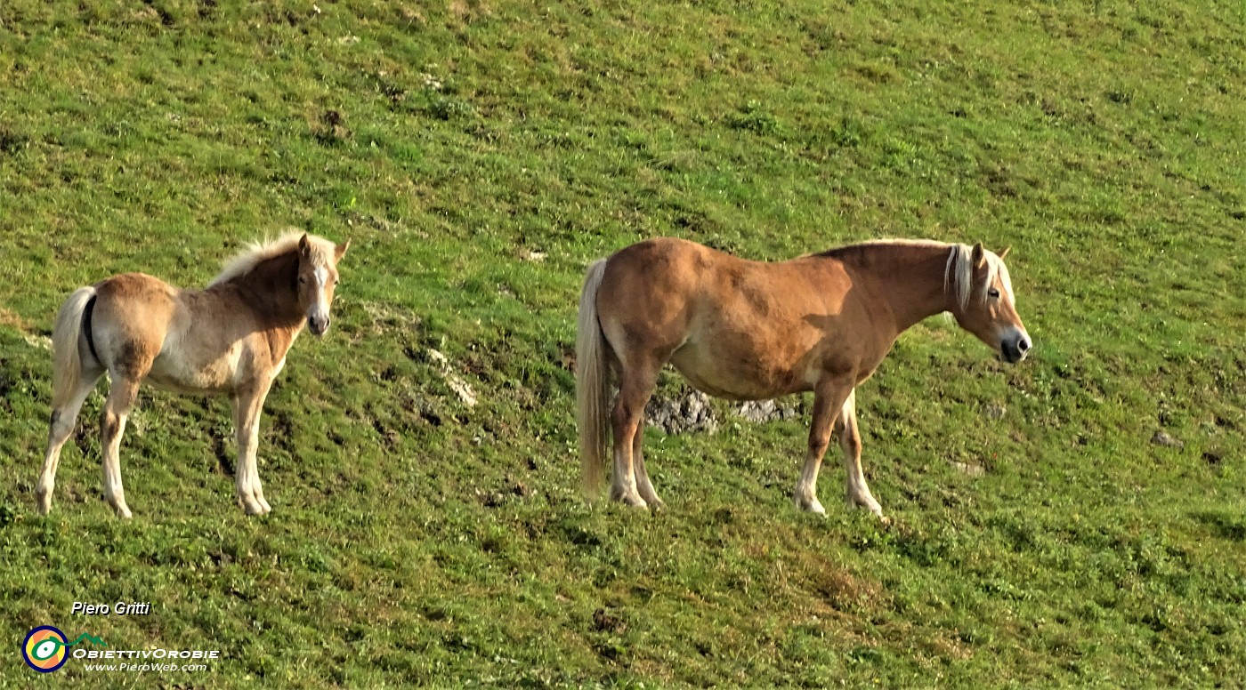 10 Cavalli al pascolo mattutino con  vista sul Monte Gioco.JPG